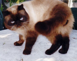 shir6200.jpg